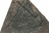Silurian Fossil Crinoid (Scyphocrinites) Plate - Morocco #214245-2
